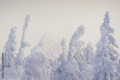 Winter in pine forest. Branches with fluffy snow, bending under its weight. Taiga atmosphere. Cold froze trees, covered with frost. Approach of blizzard, dangerous snowfall.