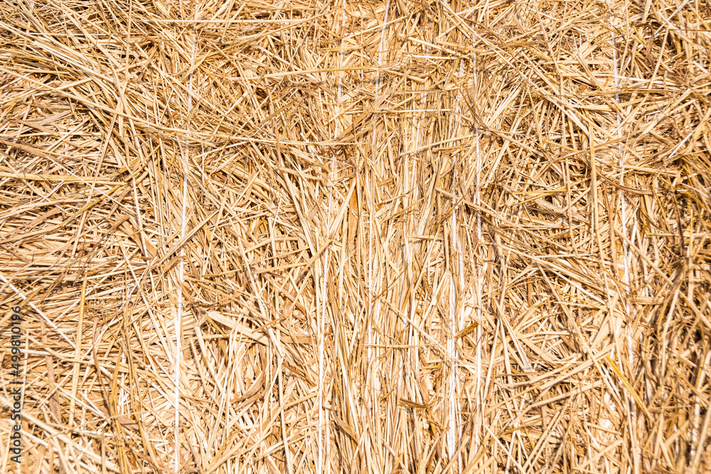 Yellow hay as background. Dry grass stems are harvested for animal feed. Food for cows and horses. Harvesting in autumn Yellow hay as background. Dry grass stems are harvested for animal feed. Food for cows and horses. Harvesting in autumn