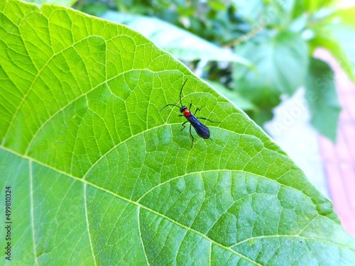 inseto vespa - hymenoptera  photo