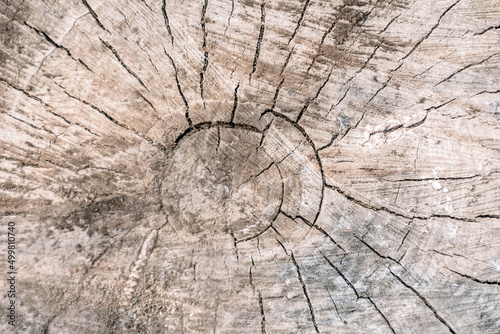 Round cut down tree with annual rings. Wooden texture  surface of the trunk covered with cracks.