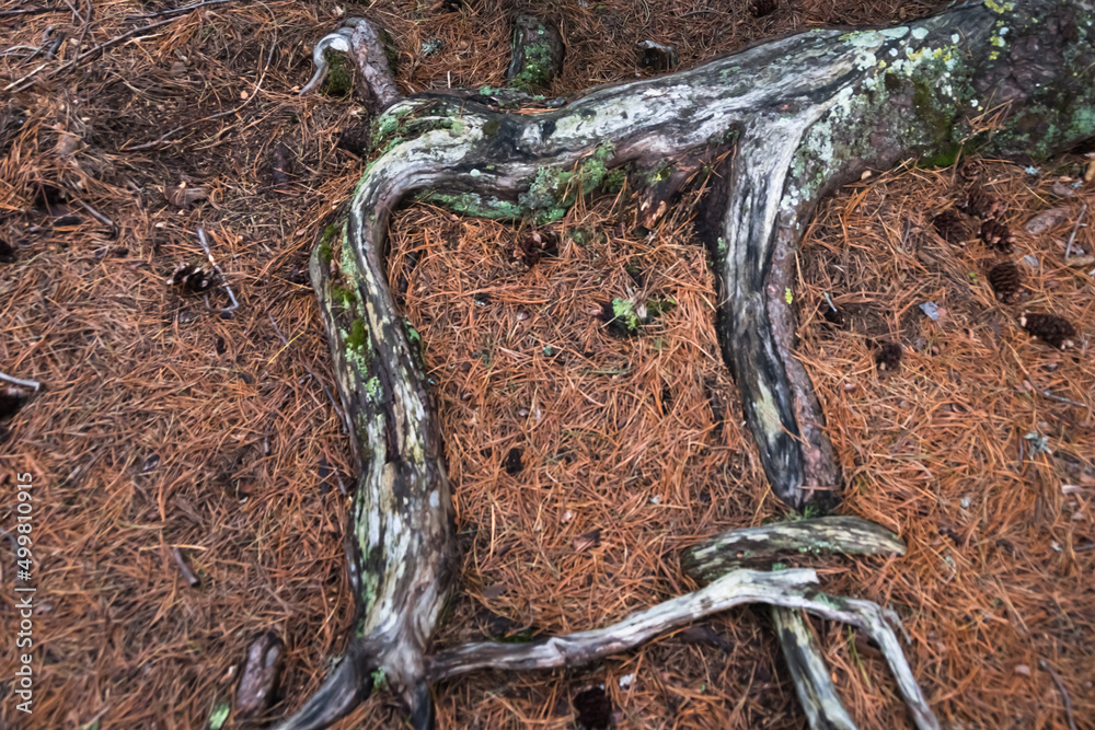 Obraz premium Tangle of coniferous roots on ground covered with yellow dry needles. Old tree receives nutrients from soil surface. Branches dried up, lost their bark from weather and wind. 