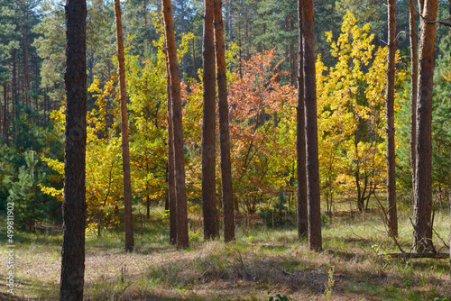 Fototapeta Naklejka Na Ścianę i Meble -  Autumn mixed forest at Tsarychanka forestry, Dnepropetrovsk Area, Ukraine.