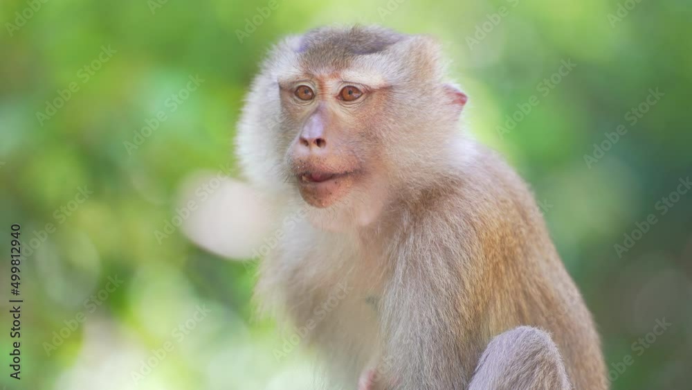 Portrait monkey brown wildlife sitting exotic forest Brazil. Portrait monkey brown wildlife sitting exotic forest Brazil.