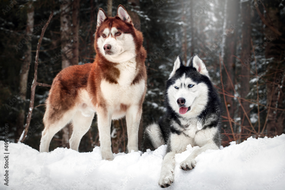 Cute couple of Siberian huskies dogs walking in winter forest Cute couple of Siberian huskies dogs walking in winter forest