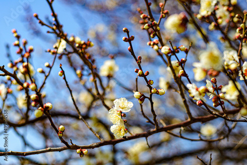 Japanese Apricot Blossoms