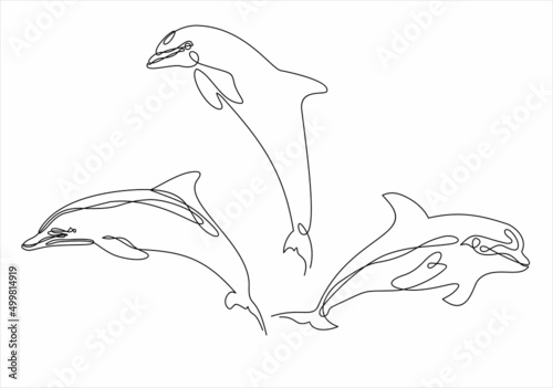 dolphin
