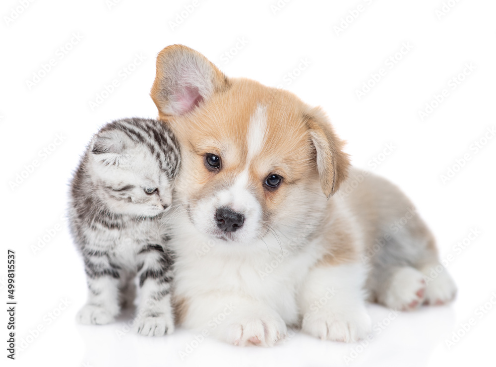 Obraz premium Gentle Pembroke welsh corgi puppy and tiny kitten lying together. isolated on white background