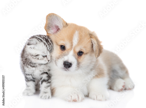 Fototapeta Naklejka Na Ścianę i Meble -  Gentle Pembroke welsh corgi puppy and tiny kitten lying together. isolated on white background