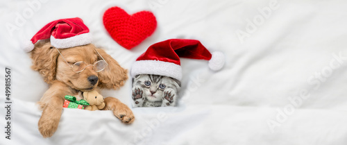 English Cocker Spaniel puppy sleeps with cozy kitten under warm white blanket on a bed at home. Pets wearing red santa hats sleep together. Puppy hugs toy bear. Empty space for text