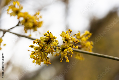 branches with flowers of European Cornel Cornus mas in early spring. Cornelian cherry, European cornel or Cornelian cherry dogwood Cornus mas flovering. Early spring flowers in natural habitat photo