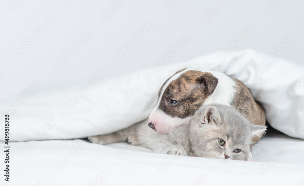 Gentle Miniature Bull Terrier puppy embraces sleepy kitten under warm white blanket on a bed at home. Pets sleep together. Empty space for text