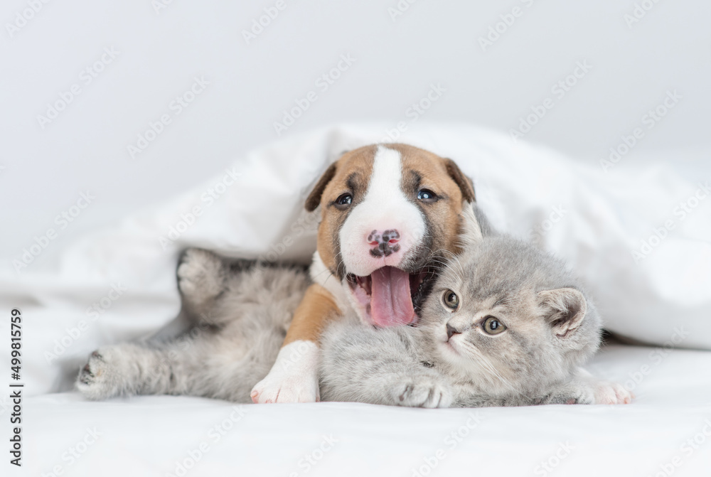Yawning Miniature Bull Terrier puppy hugs sleepy tiny kitten under warm white blanket on a bed at home. Pets sleep together
