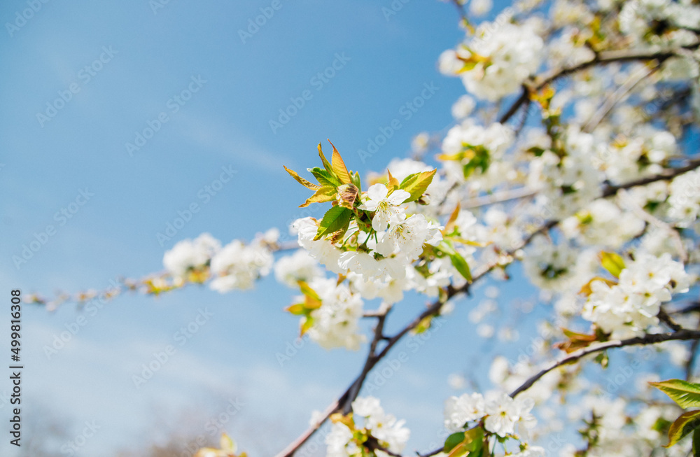 Selective focus of beautiful branches of white cherry blossoms on a tree under a blue sky, Beautiful cherry blossoms during the spring season in the park. Beauty is in nature. Selective focus of beautiful branches of white cherry blossoms on a tree under a blue sky, Beautiful cherry blossoms during the spring season in the park. Beauty is in nature.