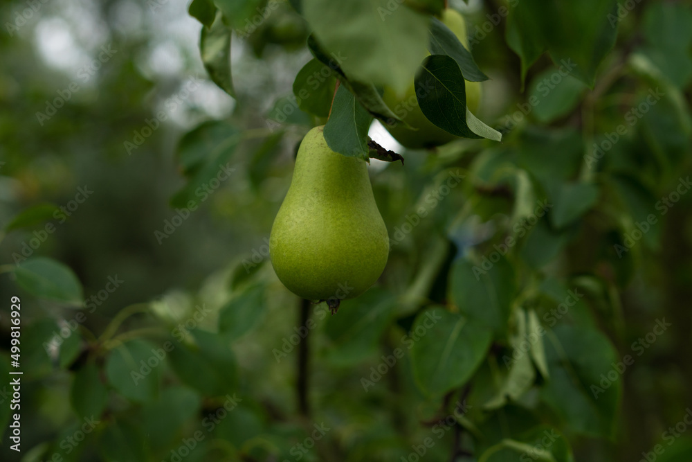 Fresh pears on a branch. Spicing pears. Pear tree. Fresh pears on a branch. Spicing pears. Pear tree.
