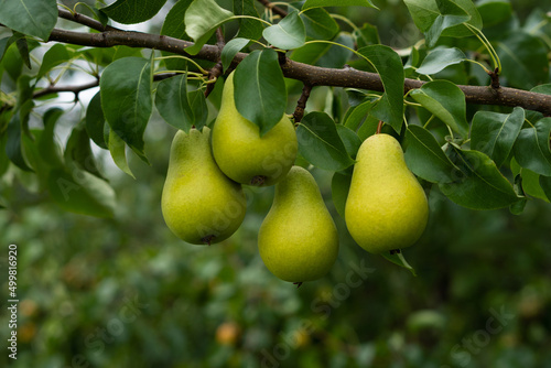 Fresh pears on a branch. Spicing pears. Pear tree.