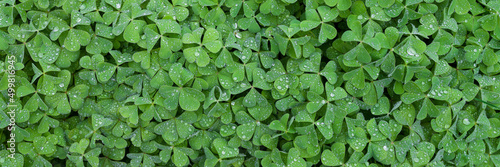 Water drops on the clovers. Panoramic natural background of green clovers. Symbol of St. Patrick's Day. Copy space for banner