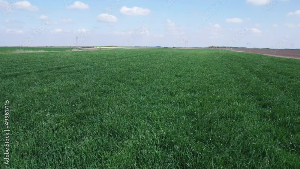 Drone flying above of young green wheat field Drone flying above of young green wheat field