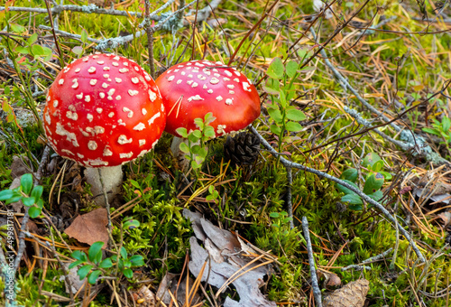 Little Red toadstool. mushroom in woods. photo