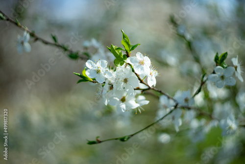 Blooming Mirabelle Plum Tree with White Beautiful Flowers