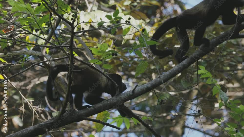 a high frame rate clip of howler monkeys climbing a tree at manuel antonio national park in costa rica a high frame rate clip of howler monkeys climbing a tree at manuel antonio national park in costa rica