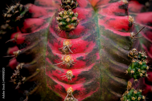 Cactus Gymnocalycium Lb2178​ beautiful green various species Beautiful nature In pots photo