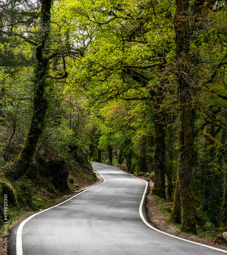 Fototapeta premium curvy country road leading through dense green springtime forest