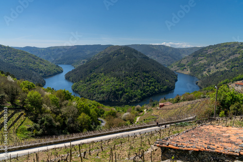 the Minho River in Galicia with typical terraced vineyards