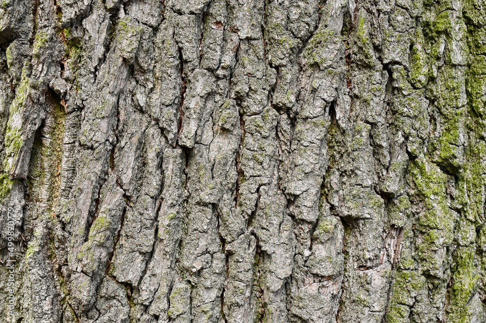 Texture background in the form of tree bark Texture background in the form of tree bark