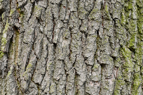 Texture background in the form of tree bark
