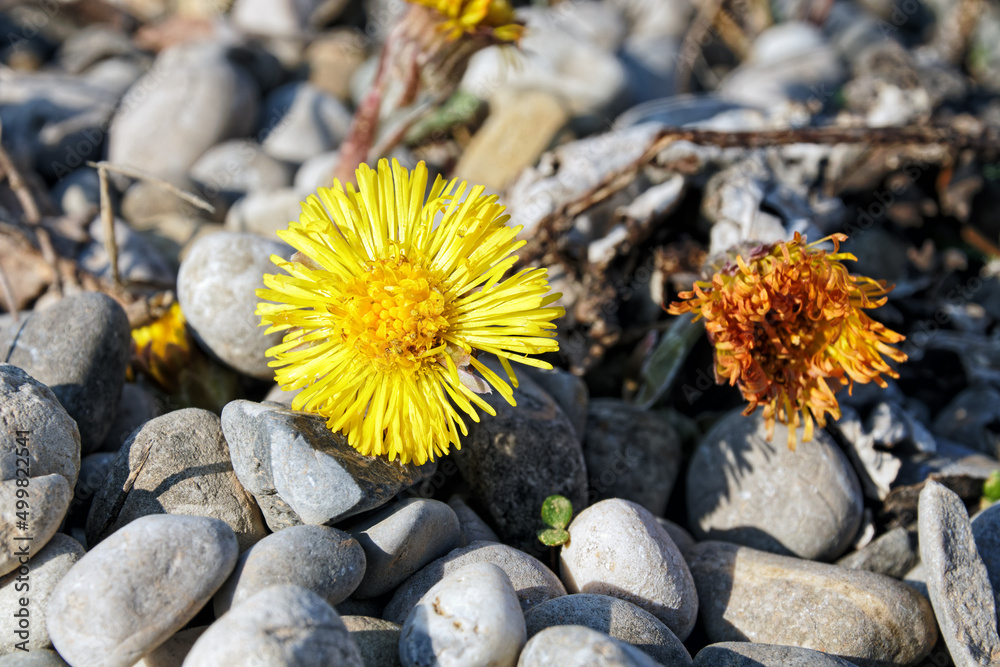Closeup of a blooming coltsfoot flower, foalfoot, Tussilago farfara, macro photo