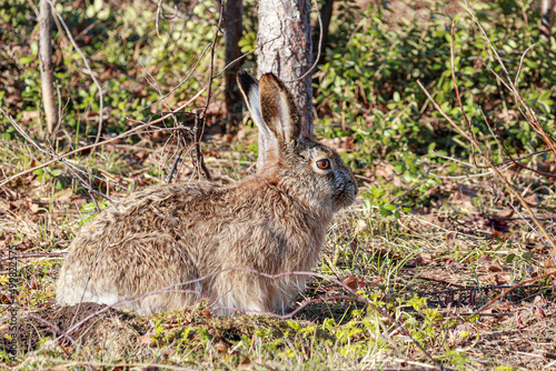 hare in the woods © Timo