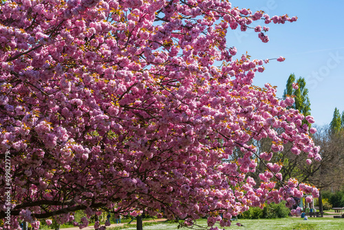 A blossoming Japanese cherry tree in a park in Wiesbaden/Germany