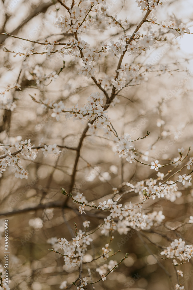 Blooming bushes in the spring time, bokeh on background Blooming bushes in the spring time, bokeh on background