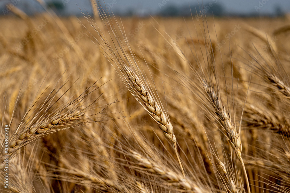 Wheat Field, Harvest Time, Food, Sustainable Living, Crop Wheat Field, Harvest Time, Food, Sustainable Living, Crop