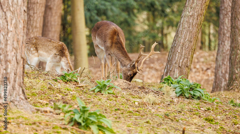 European deer in forest grazing 