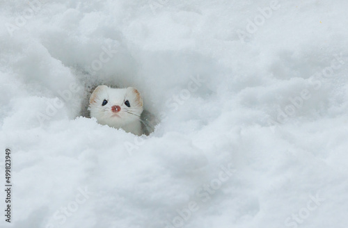 Short tailed weasel hiding in snow photo
