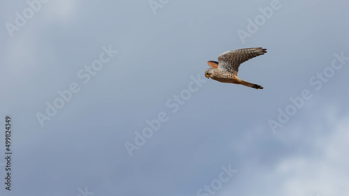 Photography European kestrel merlin hovering over field
