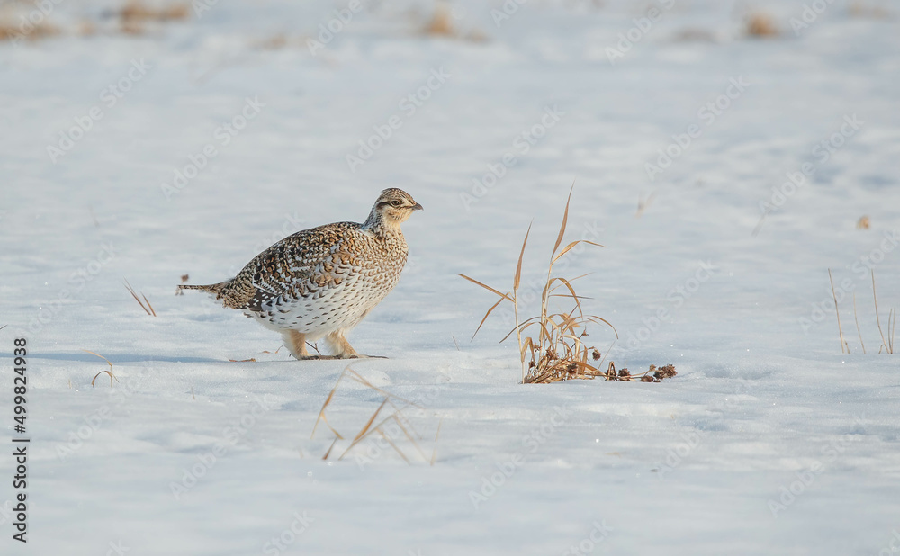 Sharp tailed grouse dancing in snowy field Sharp tailed grouse dancing in snowy field