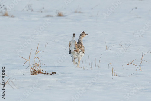 Sharp tailed grouse dancing in snowy field  photo