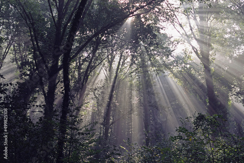 rays of light in a wood