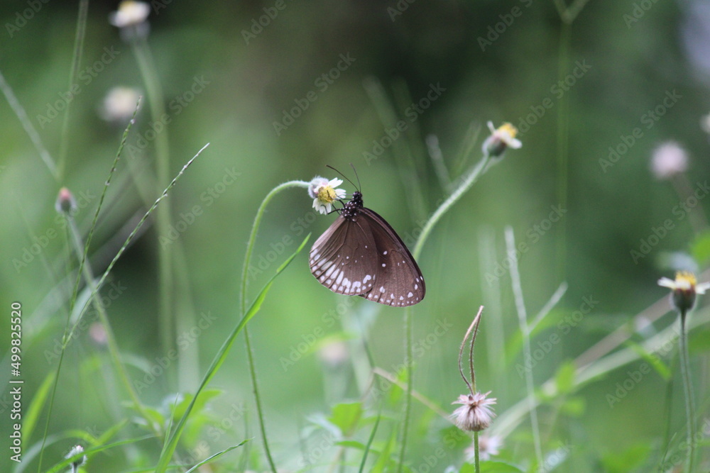 Fototapeta premium Butterfly on a flower