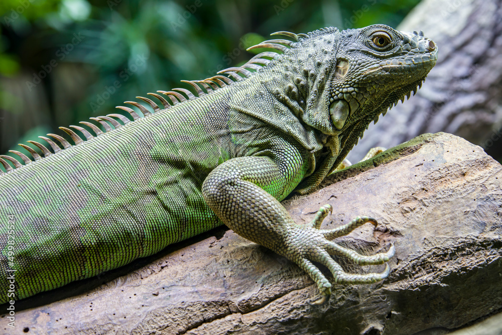 The green iguana, also known as the American iguana, is a large, arboreal, mostly herbivorous species of lizard of the genus Iguana. The green iguana, also known as the American iguana, is a large, arboreal, mostly herbivorous species of lizard of the genus Iguana.