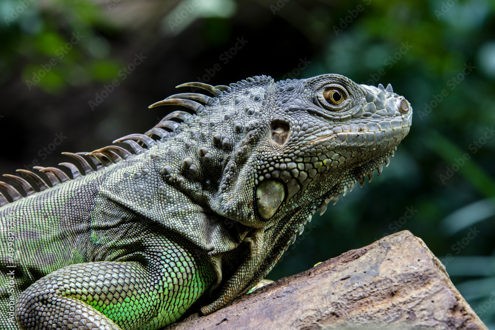 The green iguana, also known as the American iguana, is a large, arboreal, mostly herbivorous species of lizard of the genus Iguana.