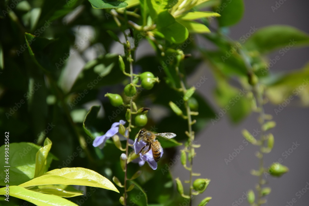 apis mellifera bee sipping from a ficus flower with green background apis mellifera bee sipping from a ficus flower with green background