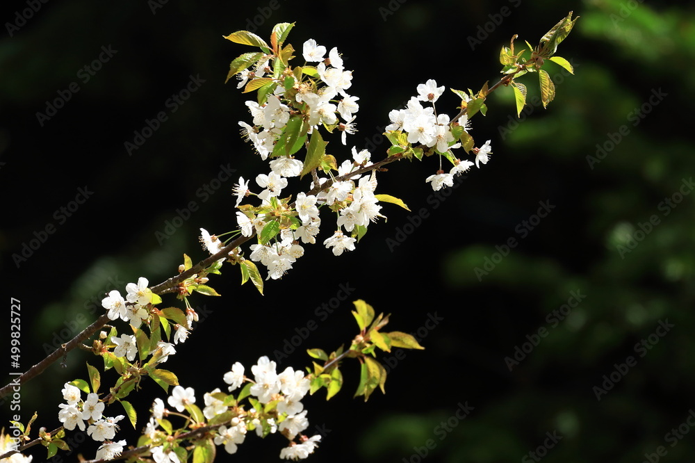Cherry blossom tree in garden, spring scene Cherry blossom tree in garden, spring scene