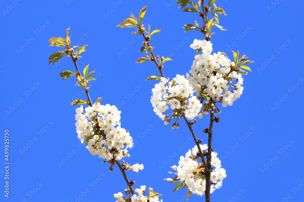 Cherry blossom tree, blue sky in background Cherry blossom tree, blue sky in background