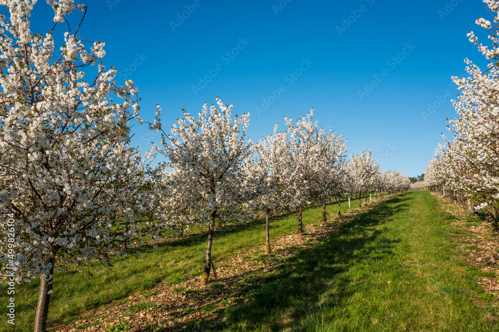 blooming tree in spring