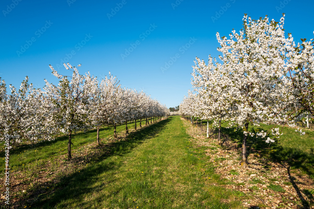 blooming tree blooming tree