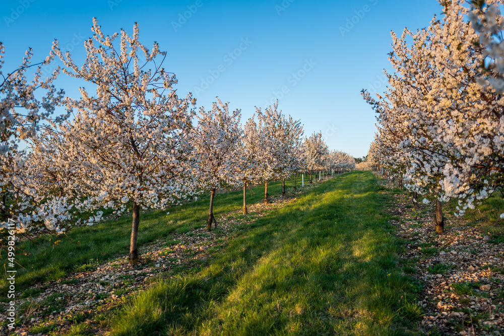 Naklejka premium trees in spring