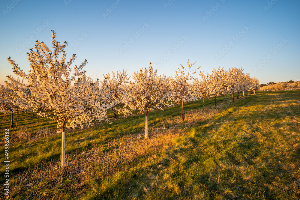 Naklejka premium landscape with cherry trees and sky